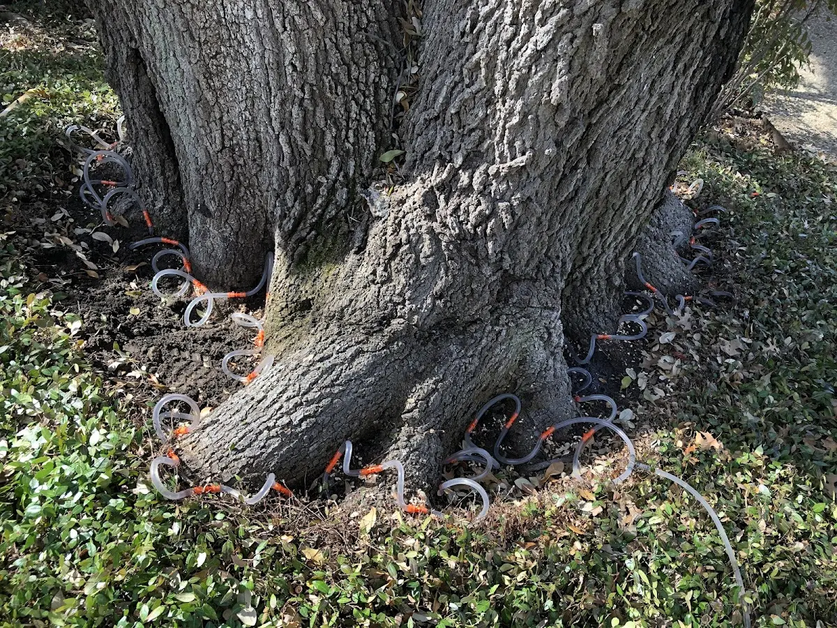 Detailed Tree Cabling and Bracing job site in Rich Creek