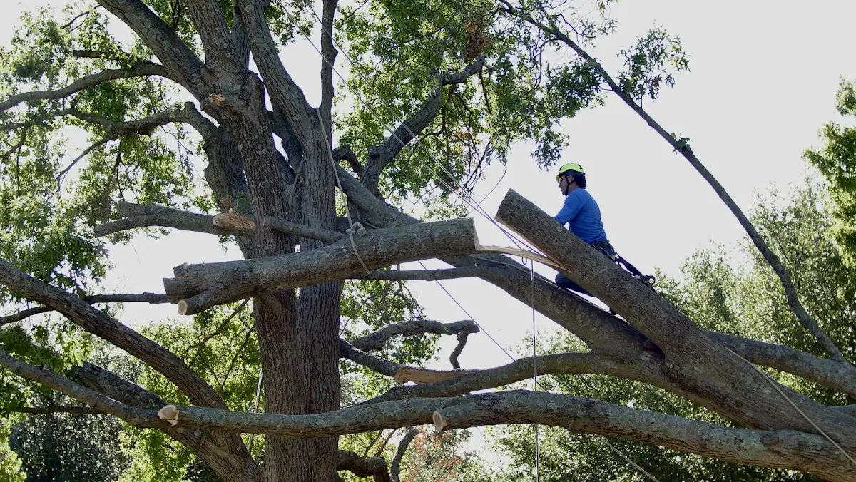 Professional Crown Thinning performed by certified arborists in Rich Creek